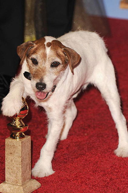 Zdjęcie Uggie