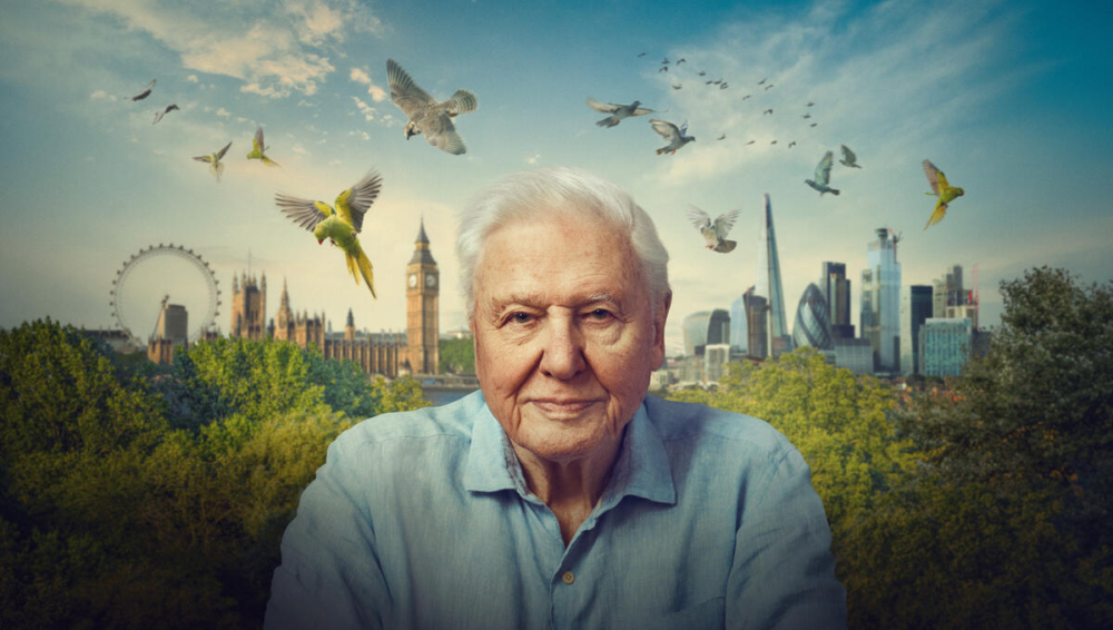 Zdjęcie okładkowe wpisu: Sir David Attenborough 8 maja obchodzi 100 urodziny! BBC Earth świętuje jubileusz specjalną urodzinową ramówką